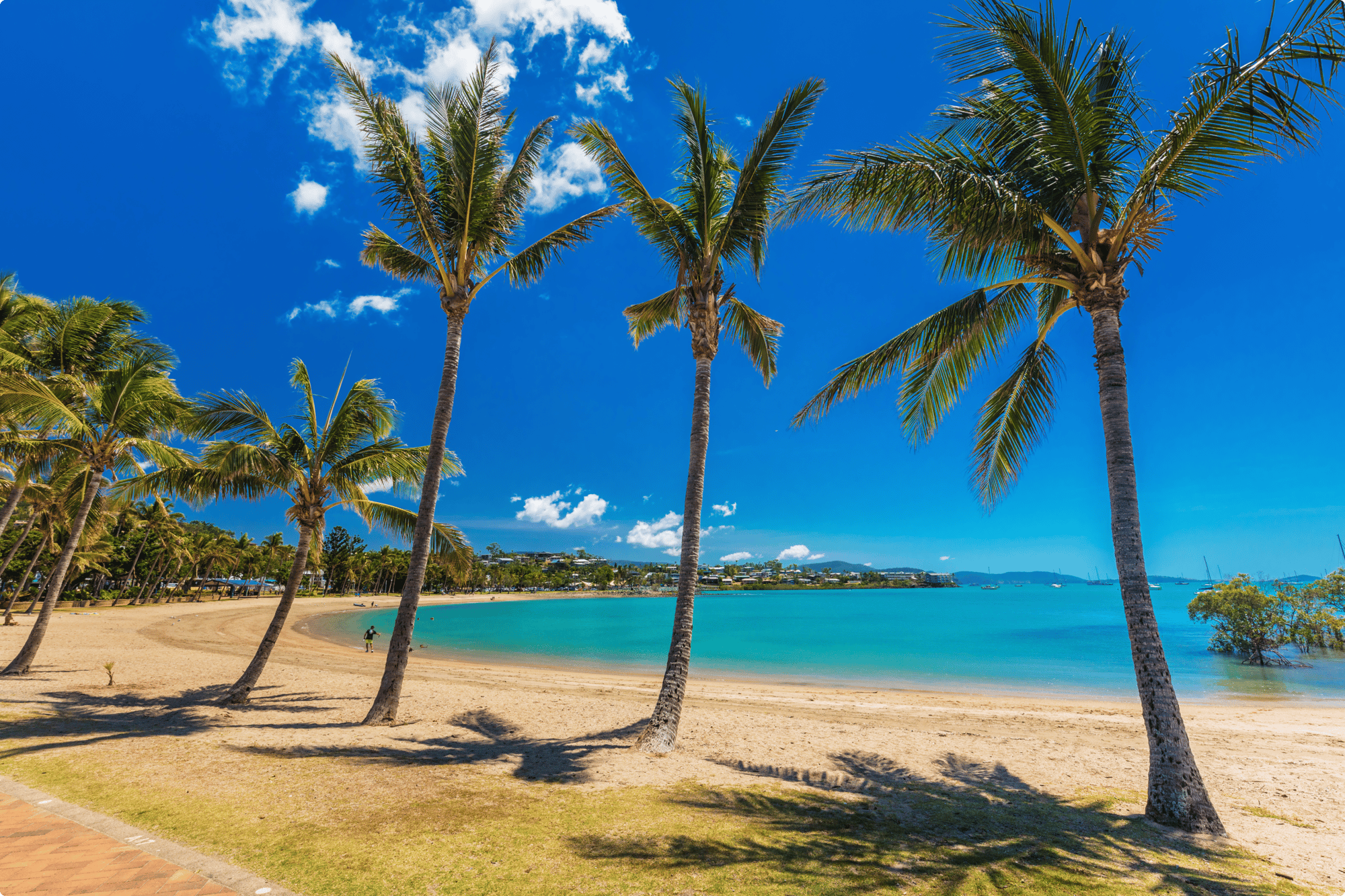 hot-day-on-sandy-beach-with-palm-trees-airlie-bea-2023-11-27-05-02-14-utc 1 (1)